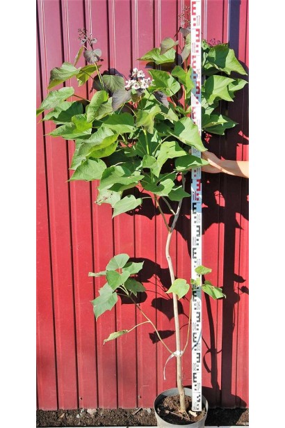 Катальпа Purpurea саджанець 150-170 см