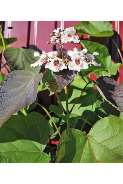 Катальпа червоніюча Purpurea