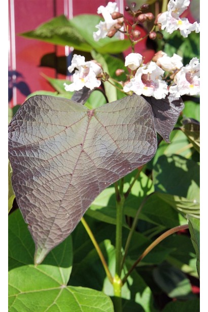 Катальпа червоніюча Пурпуреа листя