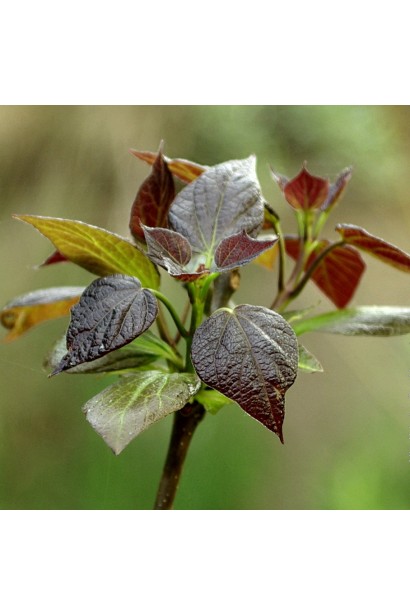 Коричнево-пурпурові молоді листки катальпи Пурпуреа