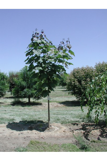 Катальпа гібридна Пурпуреа