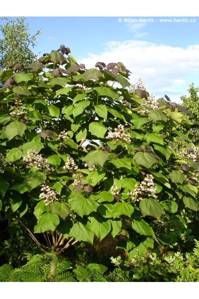 Катальпа червоніюча Пурпуреа цвітіння