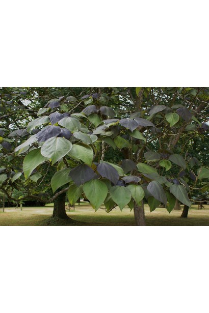 Катальпа червоніюча Пурпуреа