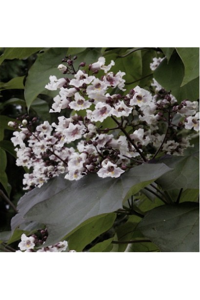 Катальпа румяна Пурпуреа