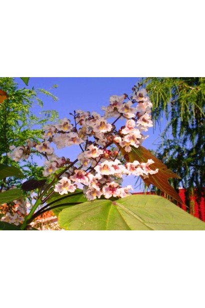 катальпа Пурпуреа