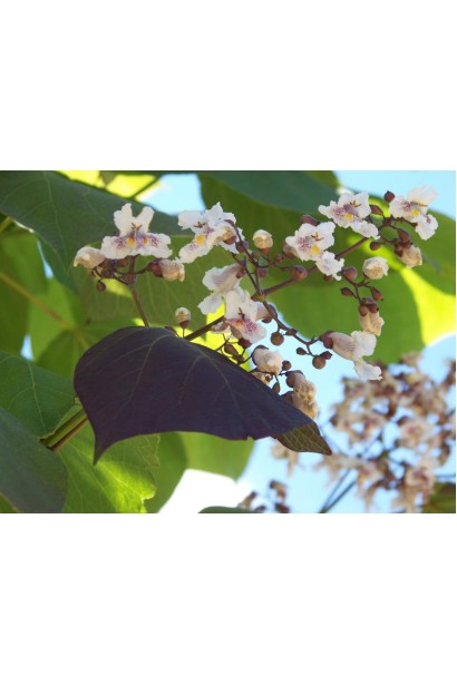 Волотисті суцвіття квітів катальпи Пурпуреа