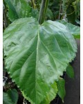 Шелковица крупнолистная (тутовое дерево) | Шовковиця крупнолиста | Morus macrophylla