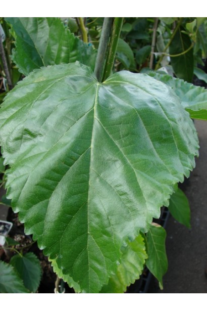 Шелковица крупнолистная (тутовое дерево) 