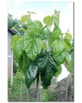 Шовковиця крупнолиста | Шелковица крупнолистная (тутовое дерево) | Morus macrophylla