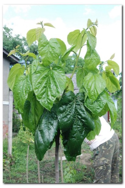 Шелковица крупнолистная - декоративное растение для вашего сада.