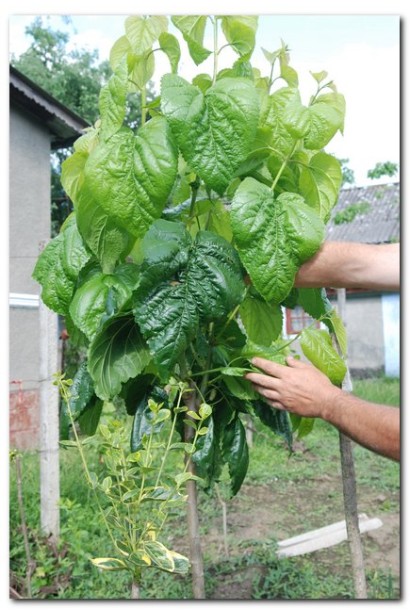 Morus macrophylla - шелковица с крупными листьями и обильным урожаем.