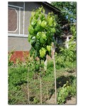 Шелковица крупнолистная (тутовое дерево) | Шовковиця крупнолиста | Morus macrophylla