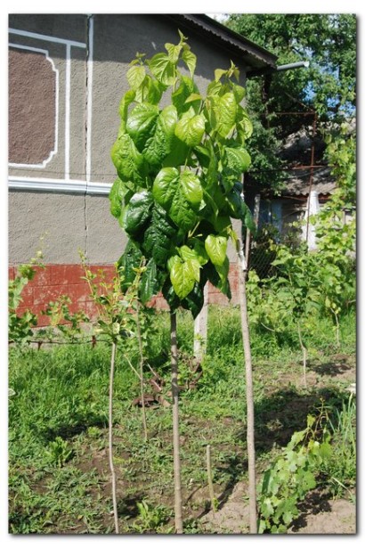 Morus macrophylla для тени и сладкого урожая.