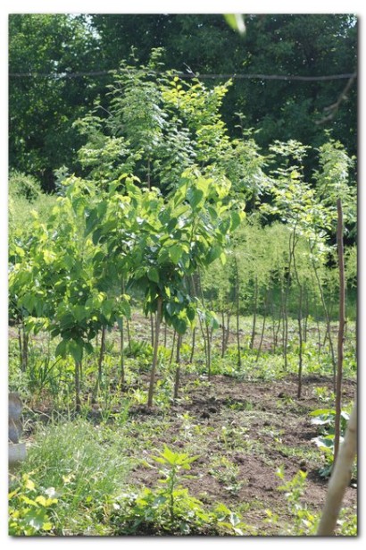 Крупнолистная шелковица - идеальный выбор для ландшафтного дизайна.