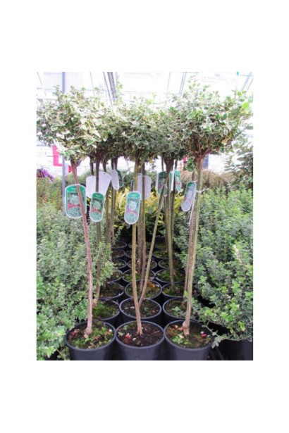 Бруслина форчуна куля на штамбі | Бересклет форчуна шар на штамбе | Euonymus fortunei ball on shtambe