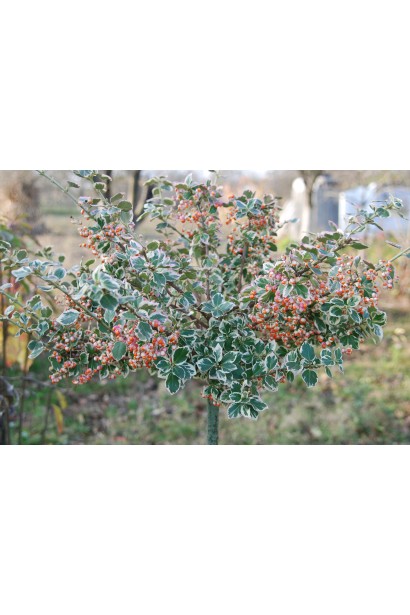 Бруслина форчуна куля на штамбі | Бересклет форчуна шар на штамбе | Euonymus fortunei ball on shtambe