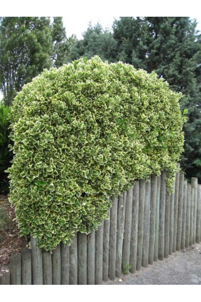 Бруслина форчуна куля на штамбі | Бересклет форчуна шар на штамбе | Euonymus fortunei ball on shtambe