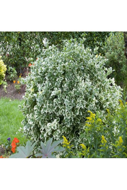 Бруслина форчуна куля на штамбі | Бересклет форчуна шар на штамбе | Euonymus fortunei ball on shtambe