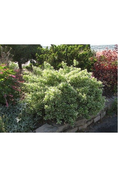 Бруслина форчуна куля на штамбі | Бересклет форчуна шар на штамбе | Euonymus fortunei ball on shtambe