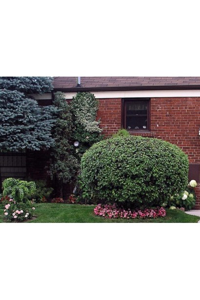 Бруслина форчуна куля на штамбі | Бересклет форчуна шар на штамбе | Euonymus fortunei ball on shtambe