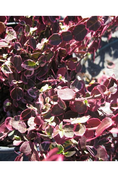 Бруслина форчуна куля на штамбі | Бересклет форчуна шар на штамбе | Euonymus fortunei ball on shtambe