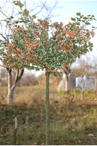 Бруслина форчуна куля на штамбі | Бересклет форчуна шар на штамбе | Euonymus fortunei ball on shtambe