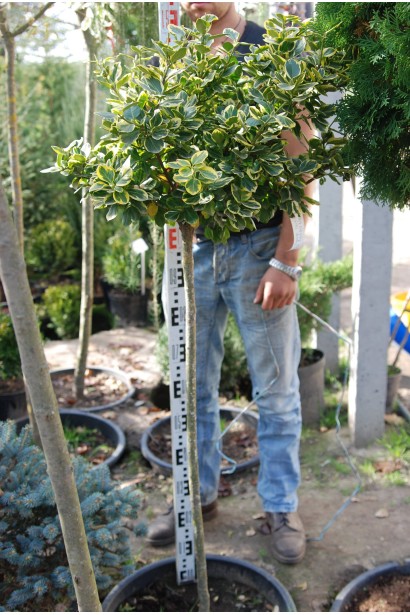 Бруслина форчуна куля на штамбі | Бересклет форчуна шар на штамбе | Euonymus fortunei ball on shtambe