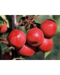 Яблуня декоративна Ола (Райське яблуко) | Яблоня декоративная Ола (Райское яблоко) | Malus purpurea Ola