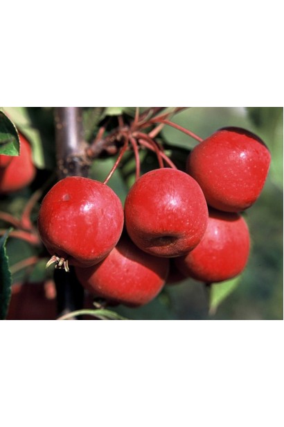 Яблуня Ола — декоративна яблуня з яскравими плодами.