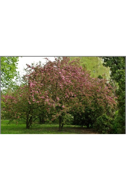 Декоративна яблуня Ола для садів з виразними акцентами.