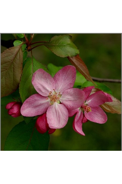 Яблуня декоративна Ола з прекрасними квітами весною.