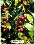 Яблуня декоративна Ола (Райське яблуко) | Яблоня декоративная Ола (Райское яблоко) | Malus purpurea Ola