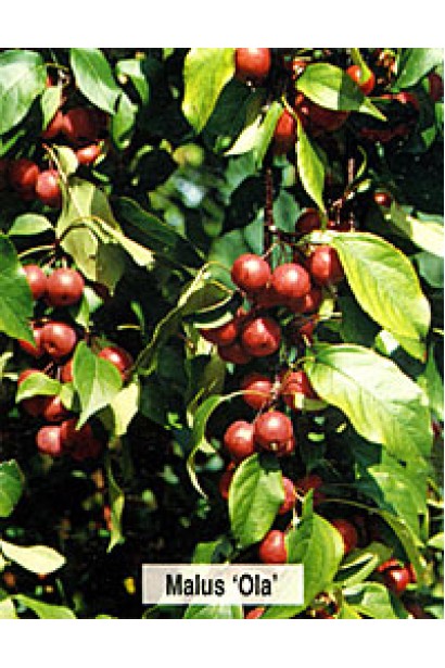 Яблуня Ола — декоративна яблуня з яскравими плодами.