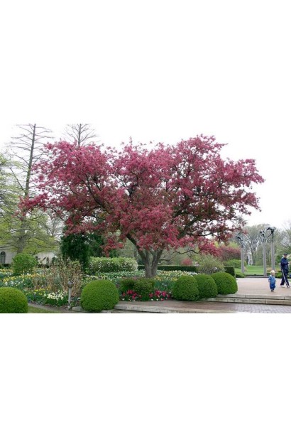 Яблуня Ола — чудова декоративна прикраса саду.