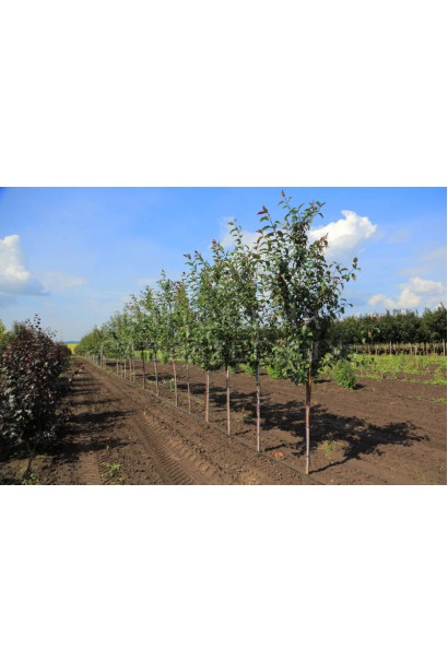 Malus Ola — елегантна яблуня для вашого ландшафту.