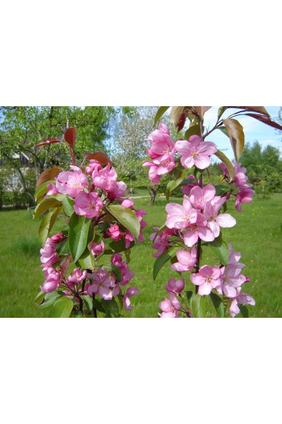 Malus domestica Ola з вражаючими квітами