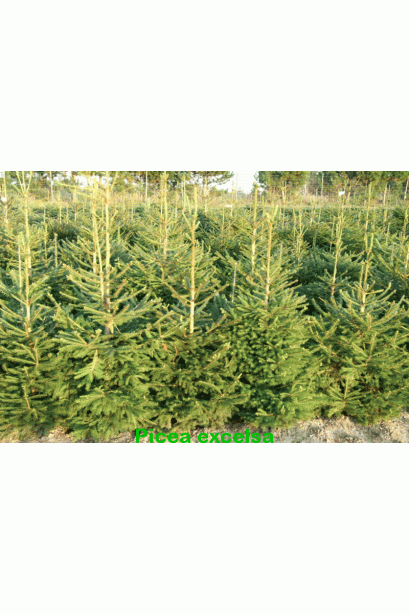 Picea abies Excelsa