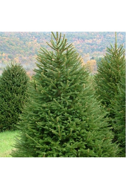 Ялина звичайна / європейська Ексцелса