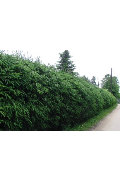 Ялина Ексцелса високий живопліт