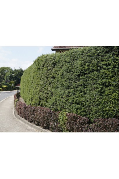 Ялина Excelsa стрижений живопліт