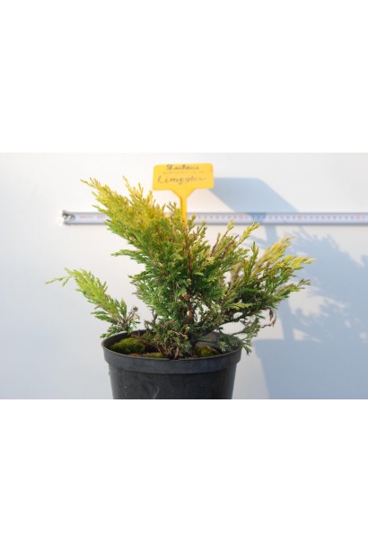 Саджанець Ялівецю Лаймглоу в горщику 