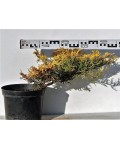 Ялівець горизонтальний Лаймглоу | Можжевельник горизонтальный Лаймглоу | Juniperus horizontalis Limeglow
