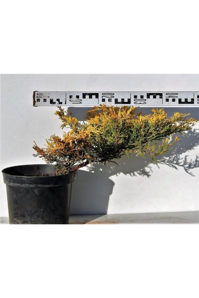 Ялівець Лаймглоу в горщику 3 л, діаметр 40-50 см