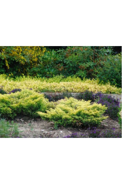 Ялівець горизонтальний Лаймглоу в ландшафті