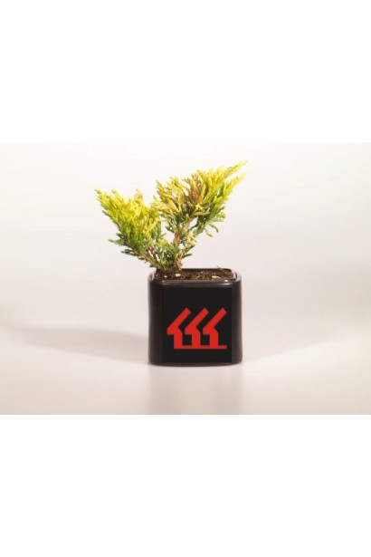 Ялівець горизонтальний Лаймглоу контейнер Р9