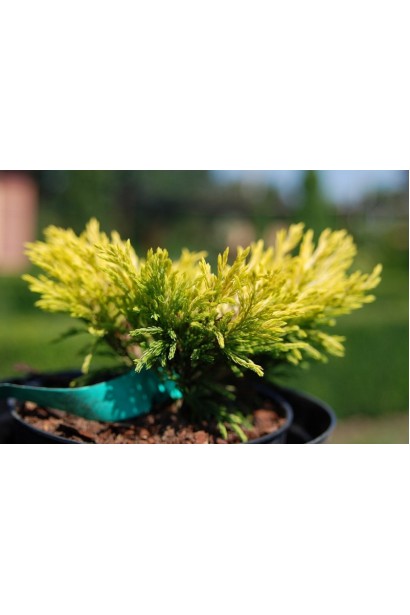 Ялівець горизонтальний Лаймглоу