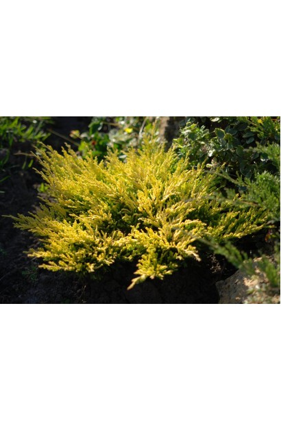 Ялівець горизонтальний Лаймглоу - яскраво-жовтий кущ з подушковидною кроною