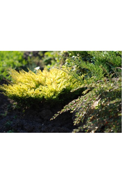 Juniperus horizontalis Limeglow