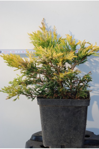 Ялівець горизонтальний Лаймглоу в горщику 0,5 л