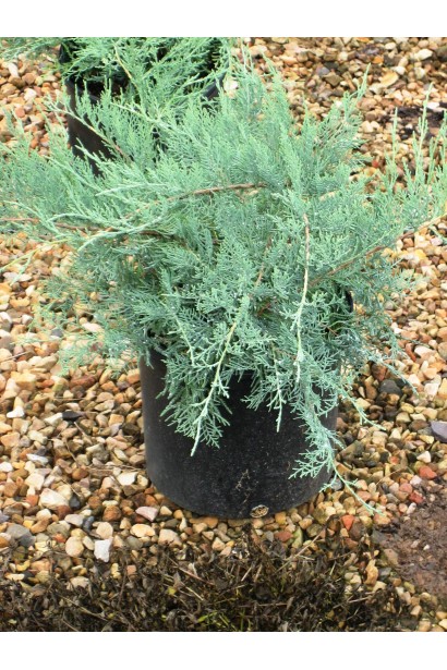 Ялівець Грей Оул саджанці в горщику